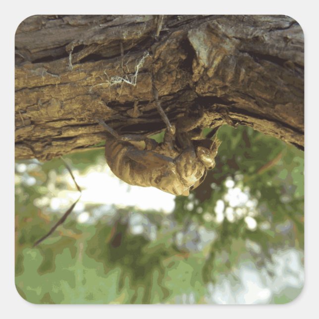 Adesivo Quadrado Concha de Cicada. Estava com pressa. (Frente)