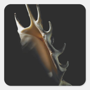 Adesivo Quadrado Concha de Concha