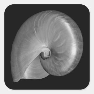Adesivo Quadrado Concha de Nautilus Preta e Branca