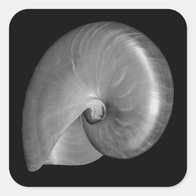 Adesivo Quadrado Concha de Nautilus Preta e Branca (Frente)