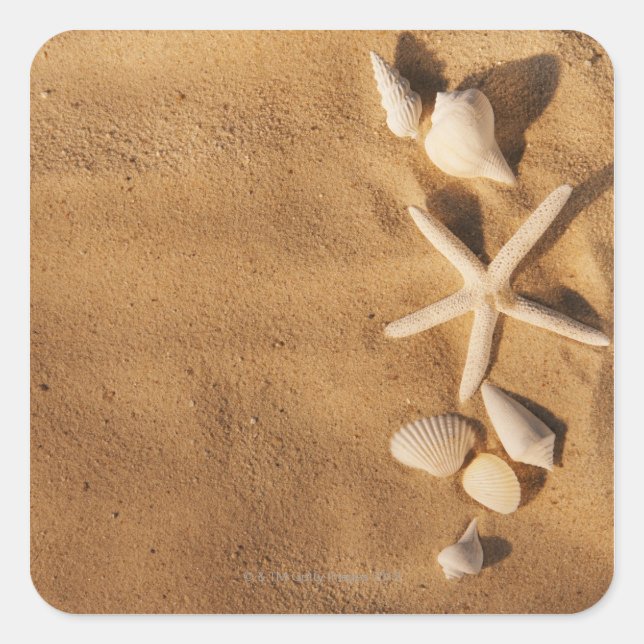 Adesivo Quadrado Conchas marítimas na areia (Frente)