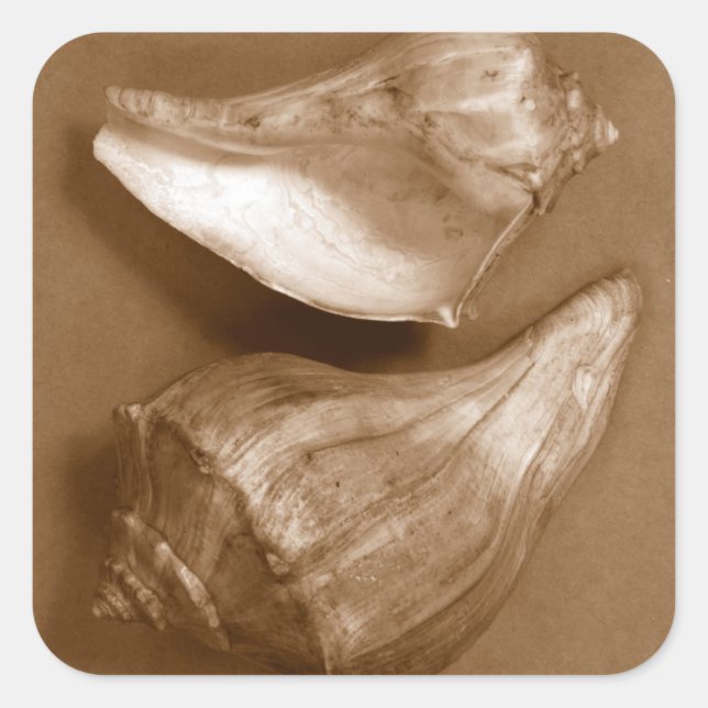 Adesivo Quadrado Conchas Sensuais (Frente)