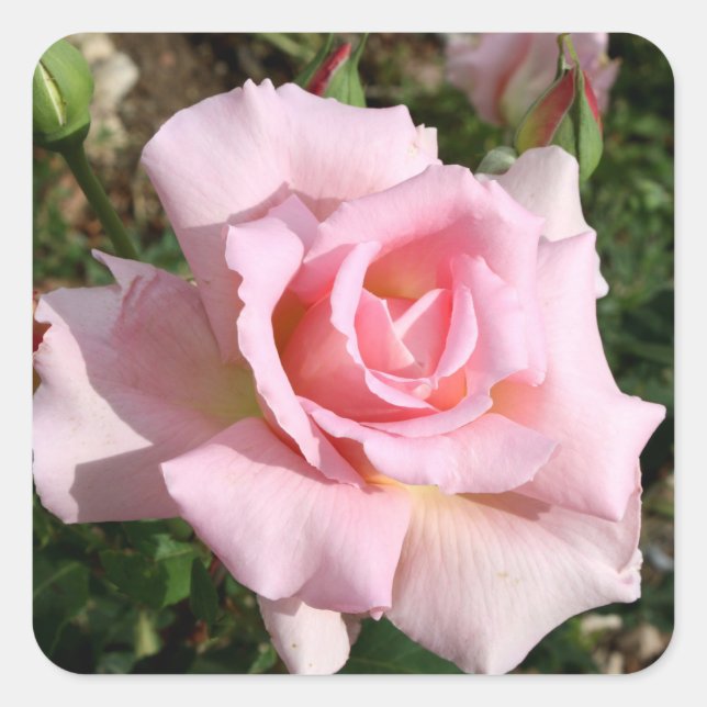 Adesivo Quadrado Conjunto de Vinhetas Lindo (Frente)