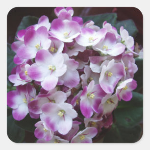 Adesivo Quadrado Conjunto de Vinhetas Lindo