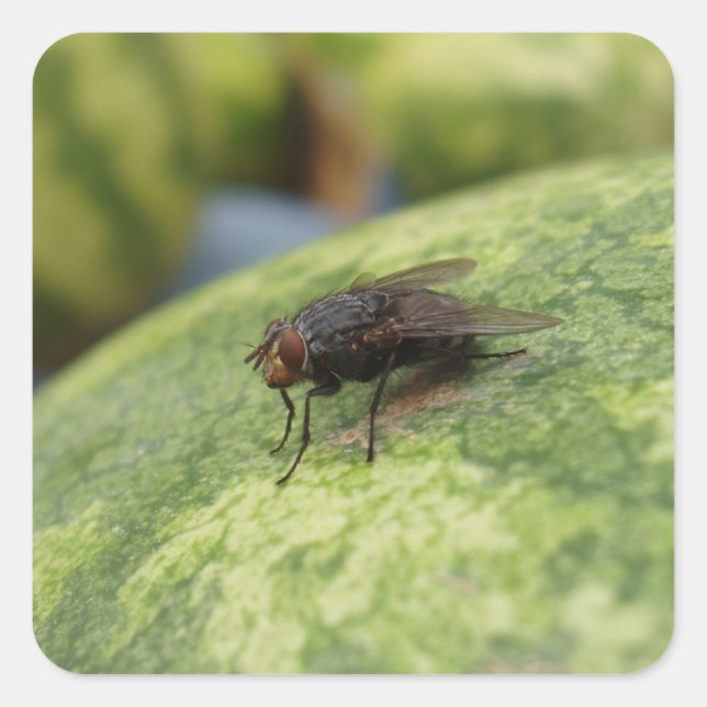 Adesivo Quadrado Conjunto GIGANT Fly Sticker (Frente)