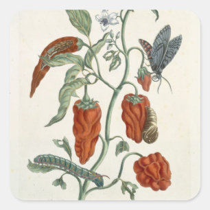 Adesivo Quadrado Consolda-maior, "de um erval curioso", 1782