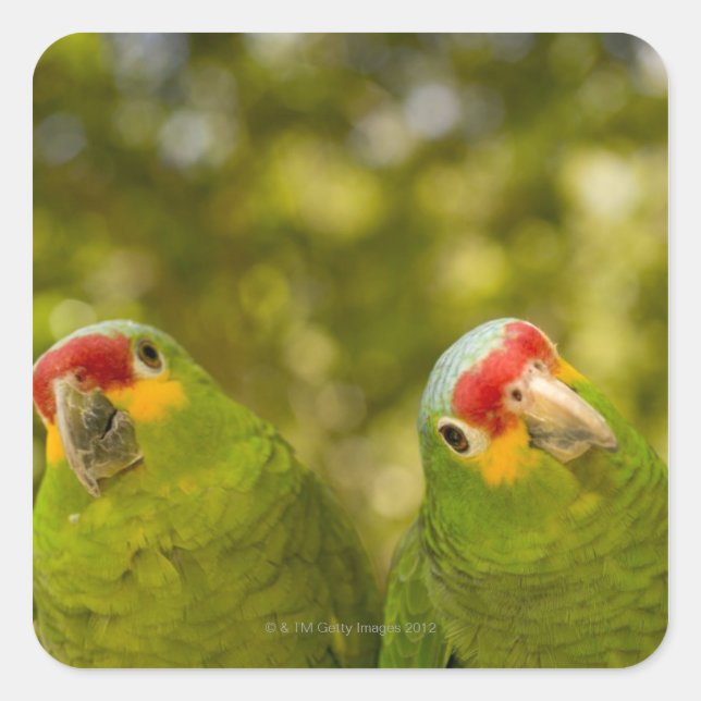 Adesivo Quadrado Copan, Honduras (Frente)