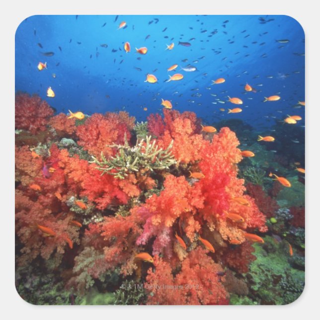 Adesivo Quadrado Coral e peixe (Frente)