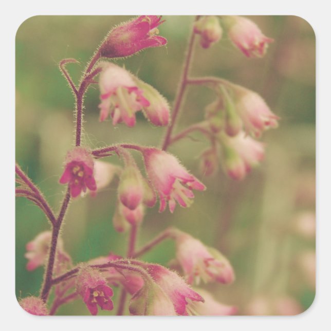 Adesivo Quadrado Corelbeldes, Flores de Mola (Frente)
