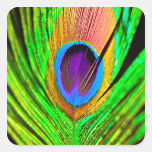 Adesivo Quadrado Cores Neon Pena de Pavão
