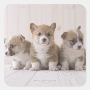 Adesivo Quadrado Corgi de três Galês