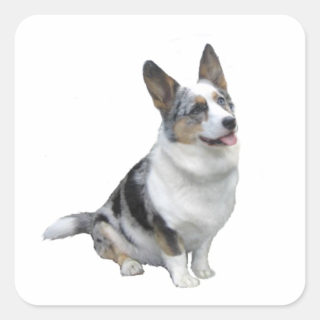 Adesivo Quadrado Corgue Galês Blue Merle (Frente)