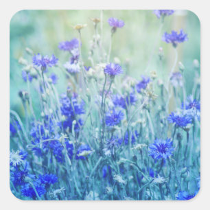 Adesivo Quadrado Cornflowers