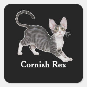 Adesivo Quadrado Cornish Rex