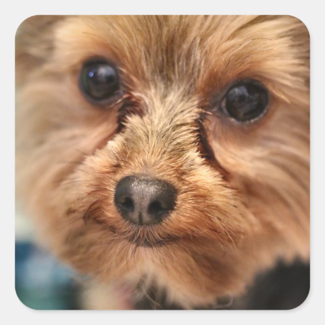 Adesivo Quadrado Coroa (Frente)