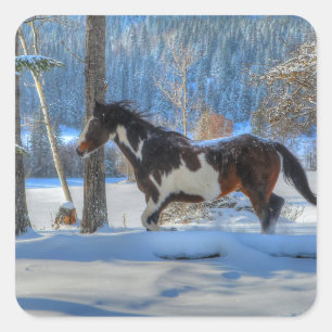 Adesivo Quadrado Correndo Pinto Paint Stallion em Winter Snows Phot