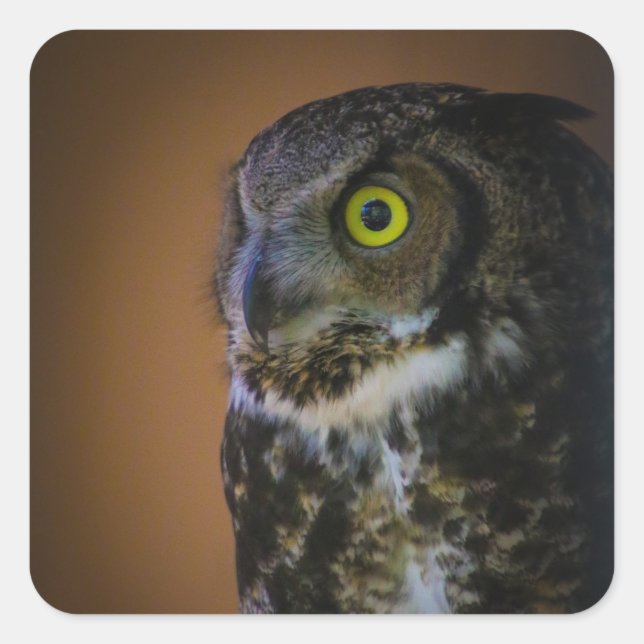 Adesivo Quadrado coruja (Frente)