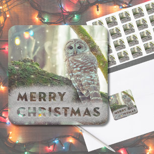 Adesivo Quadrado Coruja Caprichosa no Inverno Feliz Natal