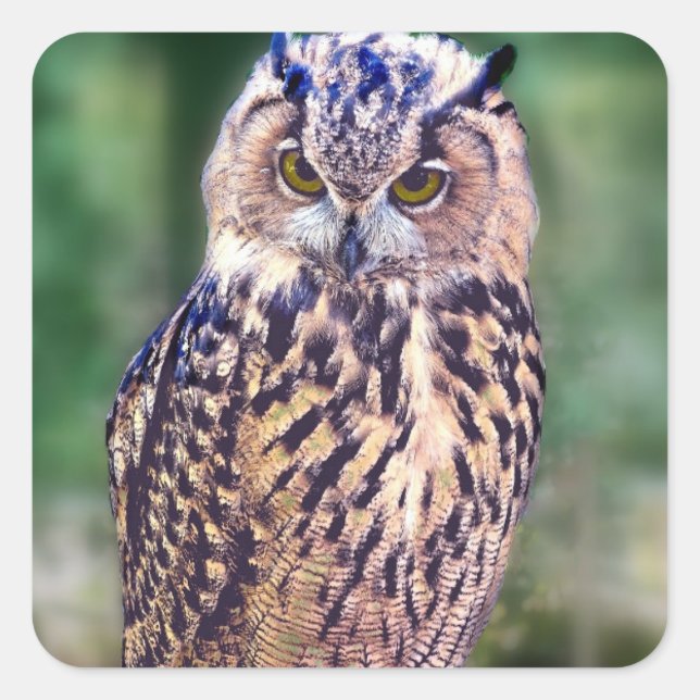 Adesivo Quadrado Coruja Incrível (Frente)