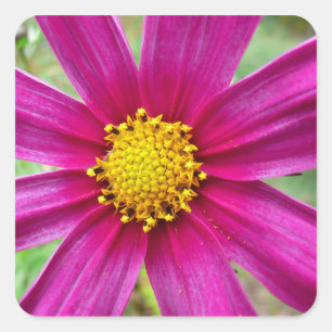 Adesivo Quadrado Cosmos Wildflower