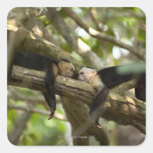 Adesivo Quadrado Costa Rica, dois macacos que descansam na árvore,