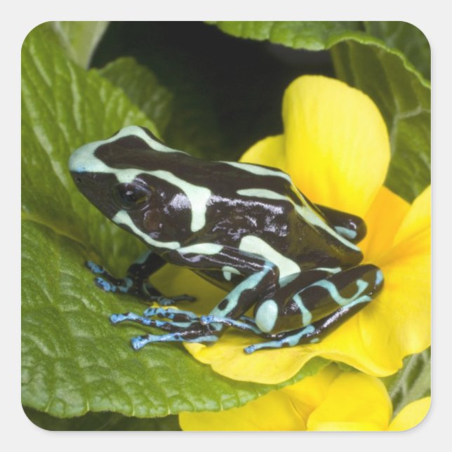 Adesivo Quadrado Costa Rica, Península de Osa (Frente)