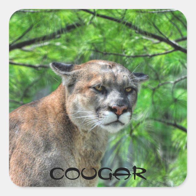 Adesivo Quadrado Cougar Mountain Lion & Summer Pines (Frente)