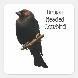 Adesivo Quadrado Cowbird