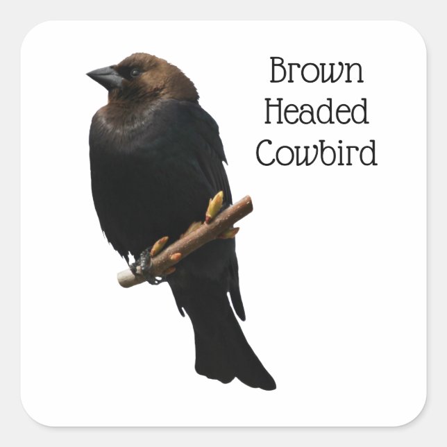 Adesivo Quadrado Cowbird (Frente)