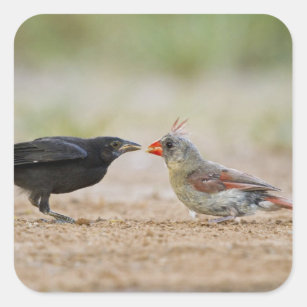 Adesivo Quadrado Cowbird de alimentação cardinal do norte do bebê