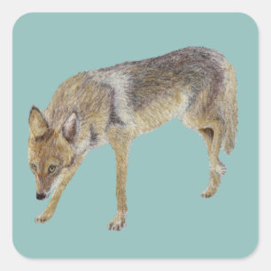 Adesivo Quadrado Coyote