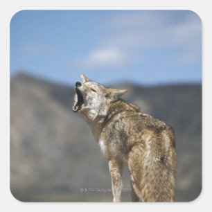 Adesivo Quadrado Coyote Howling De Alto Ponto