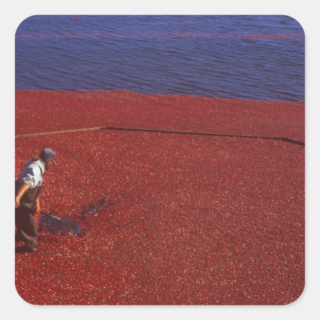 Adesivo Quadrado Cranberry Harvest, Middleboro, MÃE, EUA (Frente)