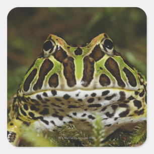 Adesivo Quadrado Cranwelli de Ceratophrys