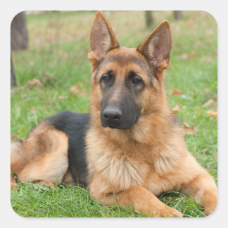 Adesivo Quadrado Create Your Own Pet Photo Custom Picture