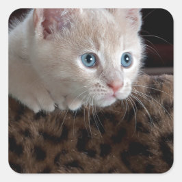 Adesivo Quadrado Creme Kitten com Belos Olhos Azuis