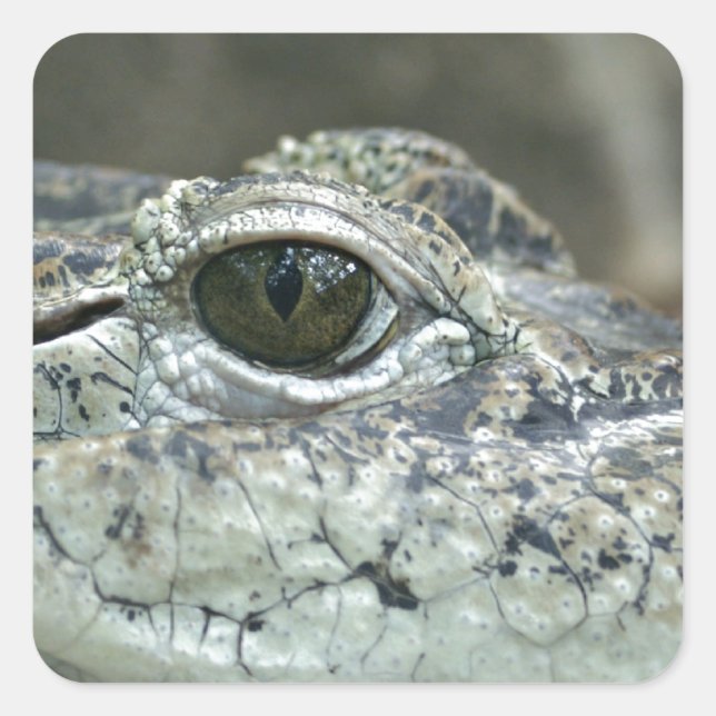 Adesivo Quadrado Crocodilo Eye Sticker (Frente)