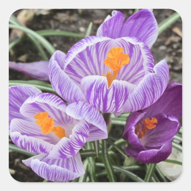 Adesivo Quadrado Crocos Primavera roxos. (Frente)