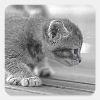 Adesivo Quadrado Crouching Kitten