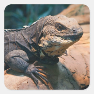 Adesivo Quadrado Ctenosaura melanosterna