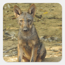 Adesivo Quadrado Cub do Lobo Bonito
