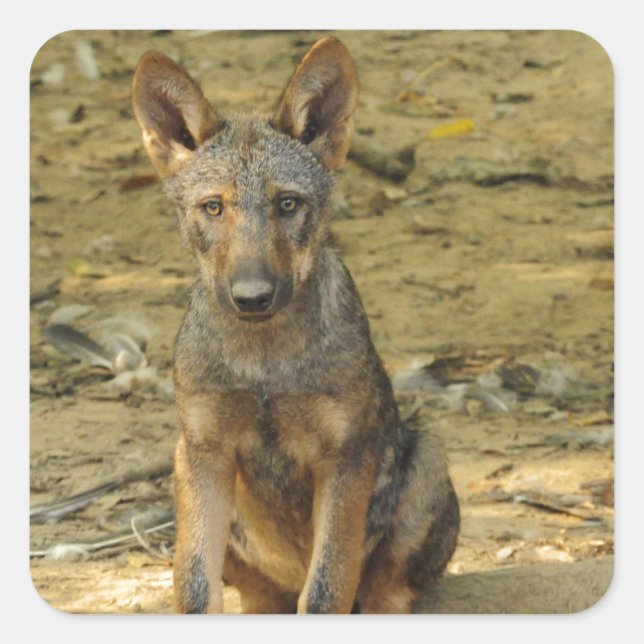 Adesivo Quadrado Cub do Lobo Bonito (Frente)