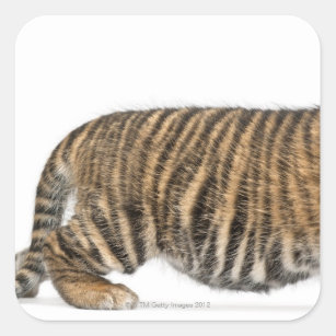 Adesivo Quadrado Cubo Sumatran Tiger - Sumatrae Panthera tigris (3)
