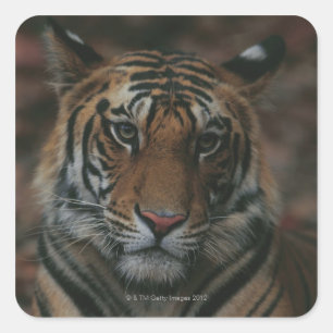 Adesivo Quadrado Cubo Tigre
