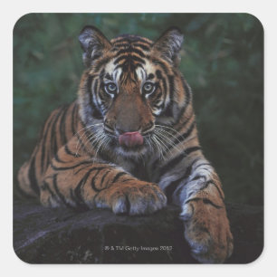 Adesivo Quadrado Cubo Tigre Reclama Rock