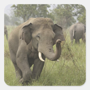 Adesivo Quadrado Cumprimento elefante indiano/asiático, Corbett