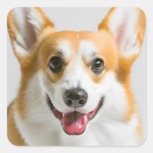 Adesivo Quadrado Cute Corgi