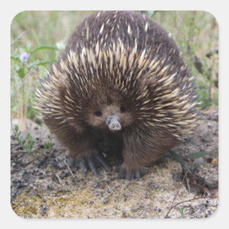 Adesivo Quadrado Cute Echidna, da Austrália