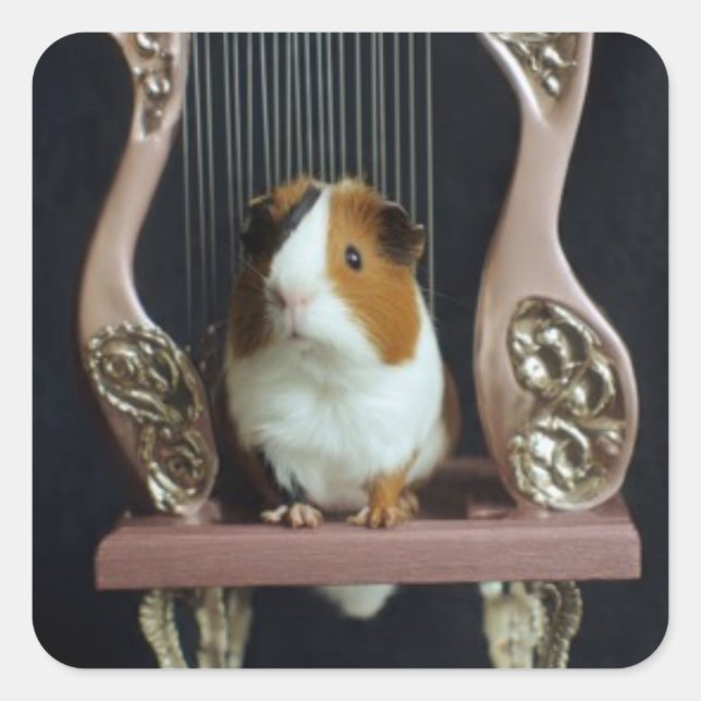 Adesivo Quadrado Cute Guinea Pig Harp Sticker (Frente)
