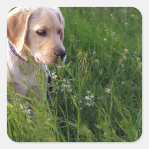 Adesivo Quadrado Cute Labrador Puppy em Grass